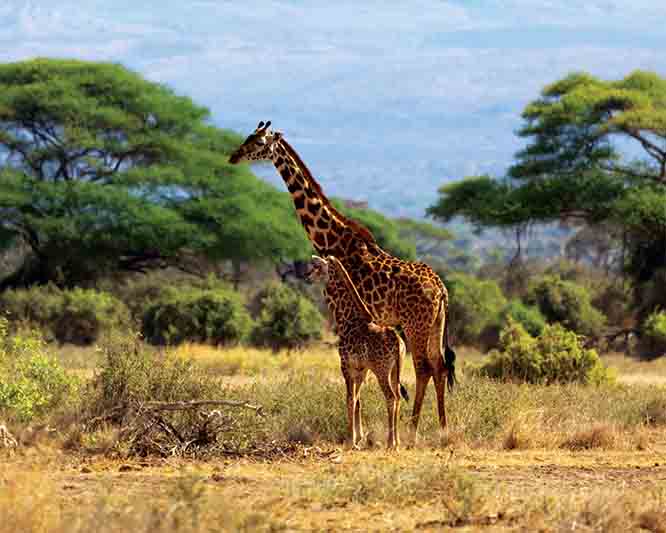 About Africa